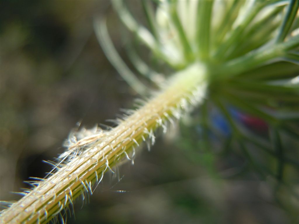 Daucus carota s.l. / Carota selvatica